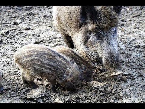 Colisión con animales cinegéticos
